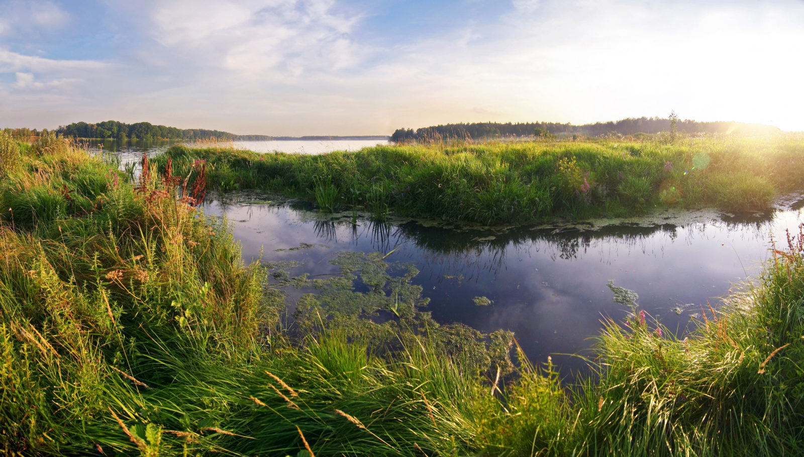 Panama Passed a New Law that Will Protect City Wetlands ...