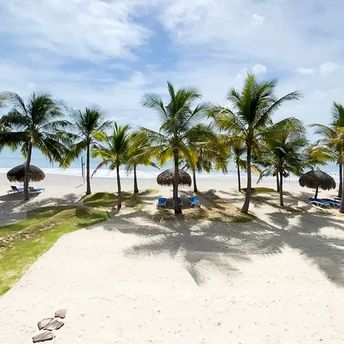View of palm trees with the shoreline just behind